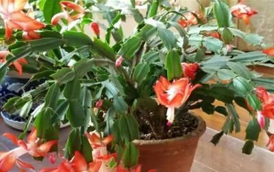  [适合]冬天适合养什么花、盆栽?室内到底养什么植物最好?