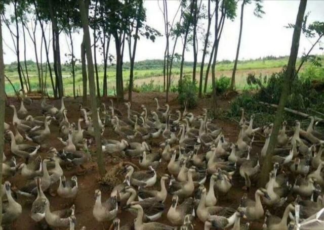  利润：养500只鸭子利润高达2万块，成活率95%，原来是这样养殖的