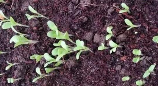 「种菜」在阳台花盆里种水果，果树下面种菜，收获好意外