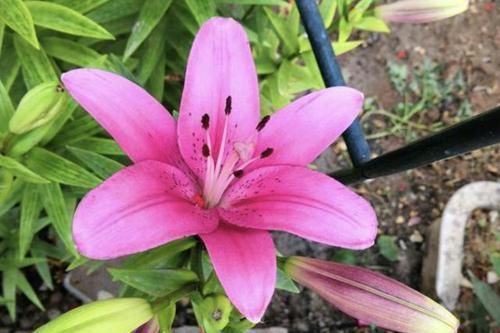 盆爆盆@“3种料”养花,花卉根系壮、叶片绿,养10盆爆盆“10盆”,值