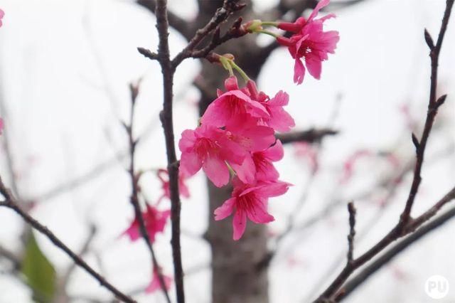 靓！佛山周边1500株樱花已盛开，最美的春天在这里~