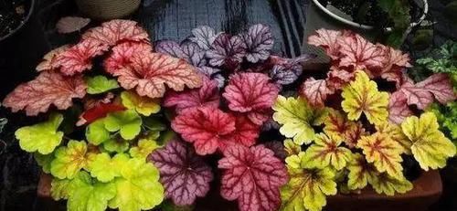  『矾根』叶子比花还要美的植物，不知迷倒多少人？