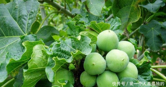 过去是农民的心头恨，如今却靠它发了财，亩产值高达28000元