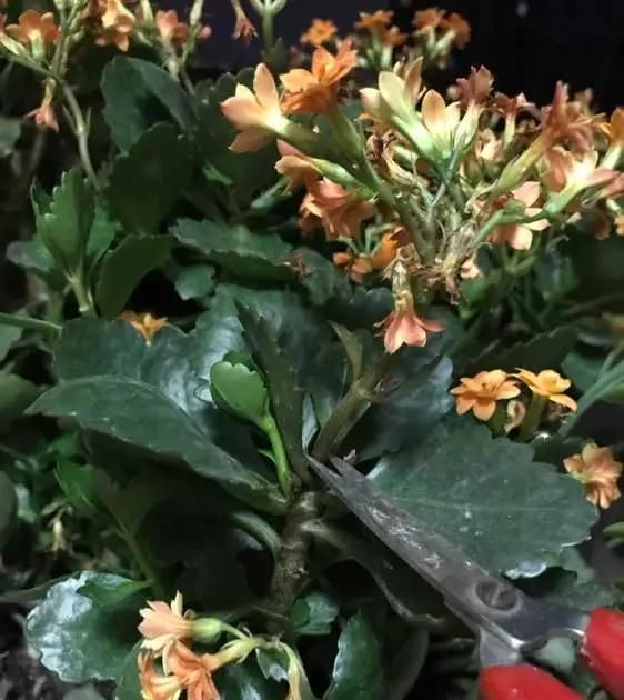  #长寿花#阳台花儿开败后，手痒剃个头，剃完就爆花，开成花球太惊艳！