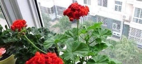  种花草：很好养的6种花草，扦插生根快，花儿开成团，漂亮易养活