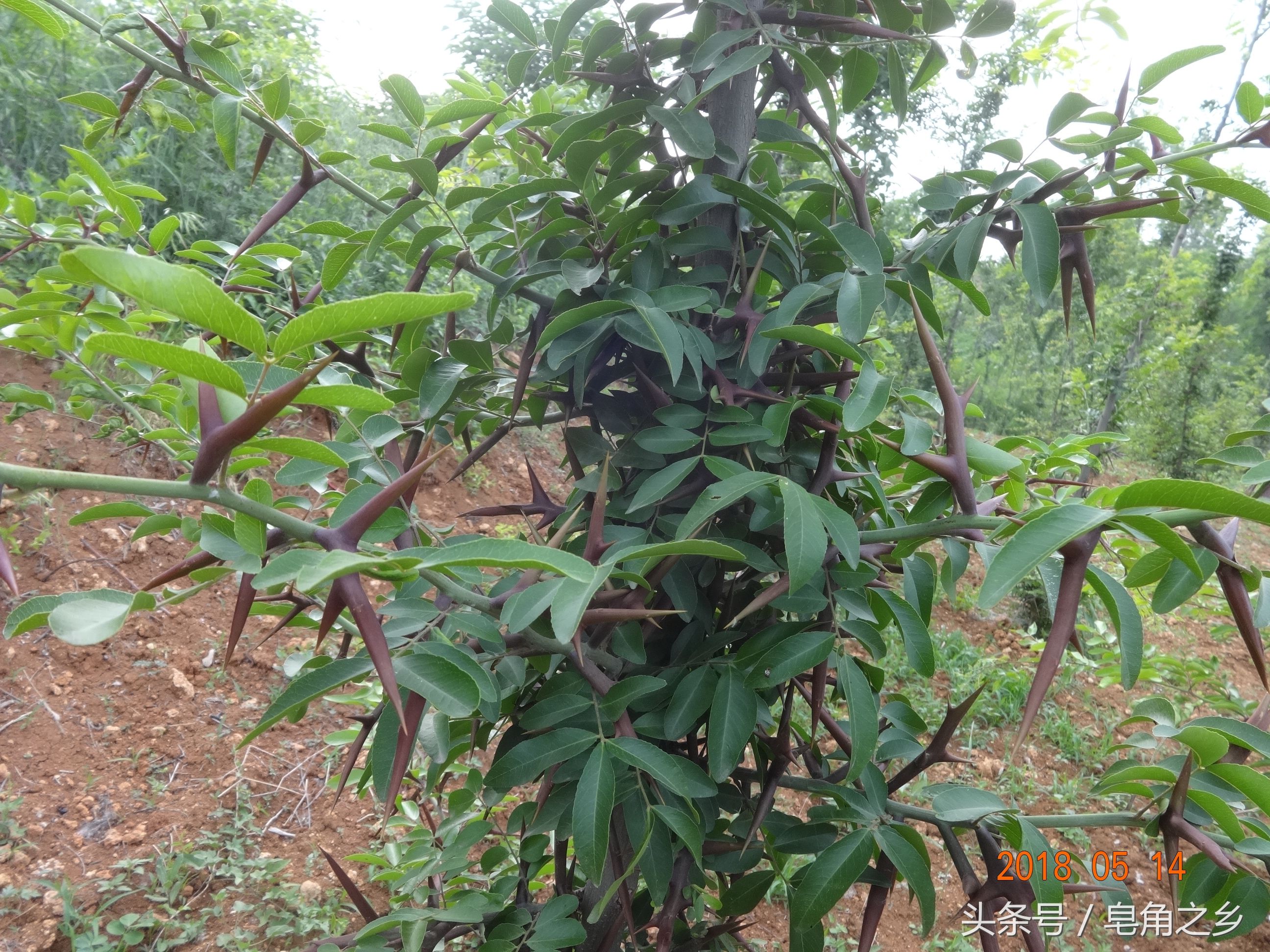 大刺皂荚新品种--嵩刺1号皂荚山坡地实景图片