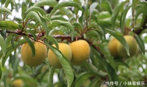 果实甜如蜜，批发一斤30元，只能在当地种植，农民们都不舍得吃