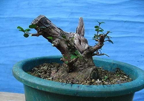 矮霸雀梅养桩到成型——岭南盆景“截干蓄枝”技法全记录！