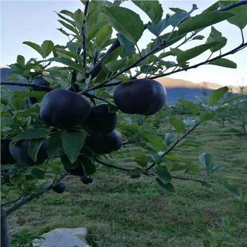 别再种玉米了，此果树插土即活，一年能结3000斤，一年挣65万