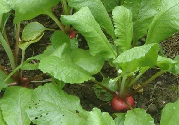  『营养』阳台盆栽种菜好看实用，首选4种果蔬，生吃健康营养又美味
