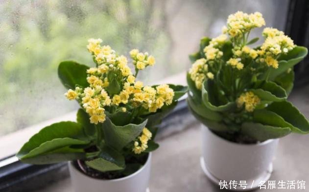  [花园]如何让阳台变成花园？栽种上这2种花卉，花期长、管理省心