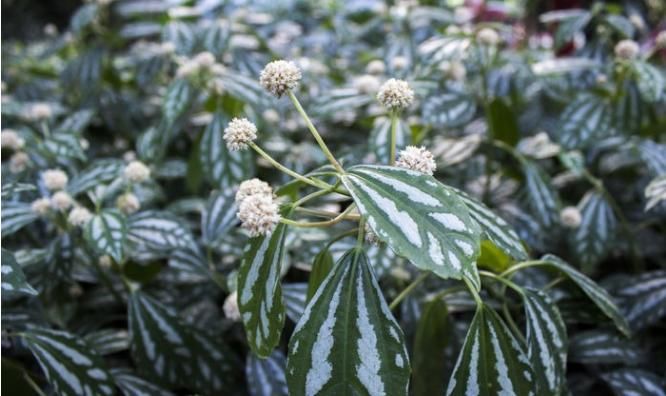  生长|盛夏季节家中养上一盆“西瓜草”，给你带来丝丝清凉之感