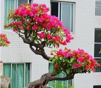 【三角梅】家里养什么花好这3种，爱开花，年年旺，一年比一年价值高