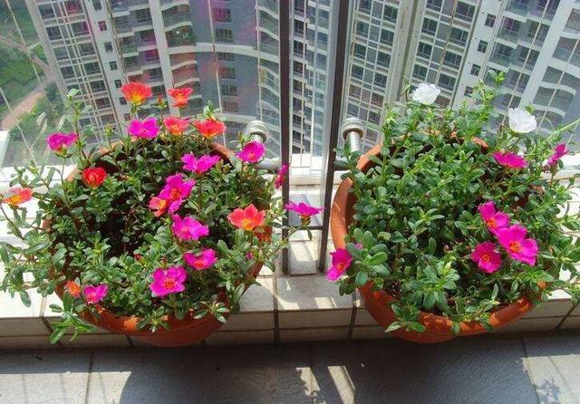  生长旺盛：阳台养花，做到这“3点”，枝繁叶茂，花开满枝，美不胜收