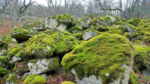  「植物」教你苔藓养儿玩;一个玻璃瓶,一个微世界