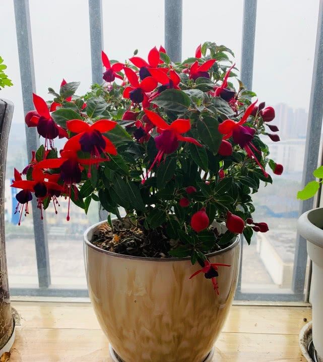「吊钟海棠」花朵美丽“颜值”高,似灯笼高挂树梢,多季开花好养活,盆栽养花选它!