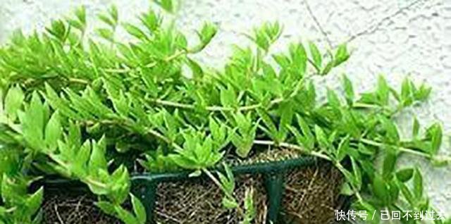 在农村看到这种菜一定要摘一些回去给老人吃, 商场卖的可比肉贵