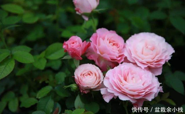  『漂亮』3种花高贵又好养，开花漂亮花量大，提高档次有面子，富人都爱养