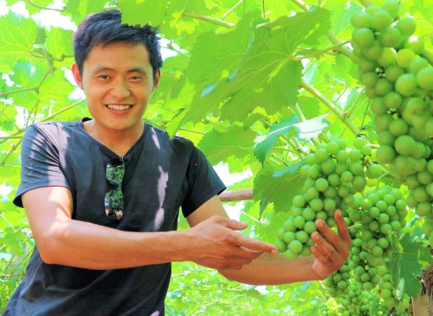  小伙|农村小伙放弃十万年薪，回乡种植十亩葡萄树，真能创业成功