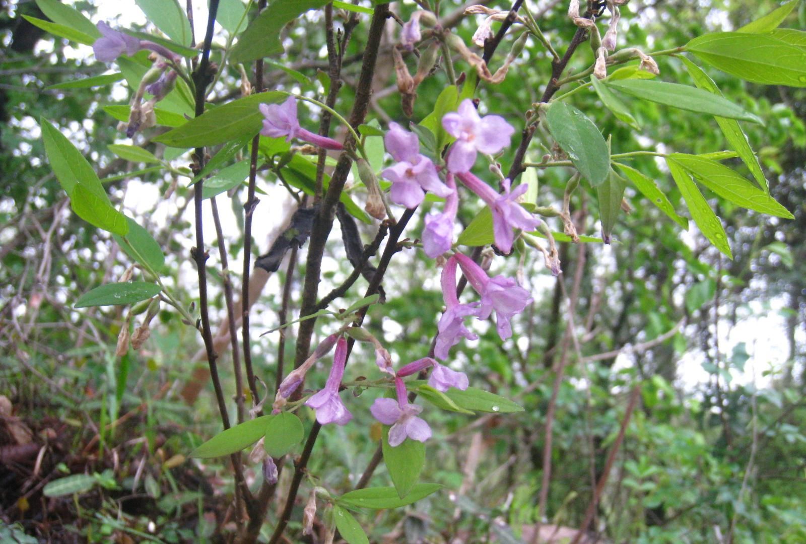  『去拍』冬去春来的武汉郊区，植物闹春掠影