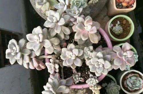  露养■多肉露养好时节：扔外面，1个月没管，美得跟整容了一样！