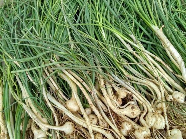 农村这种野菜像蒜又像葱，殊不知其有宝贵的药用价值