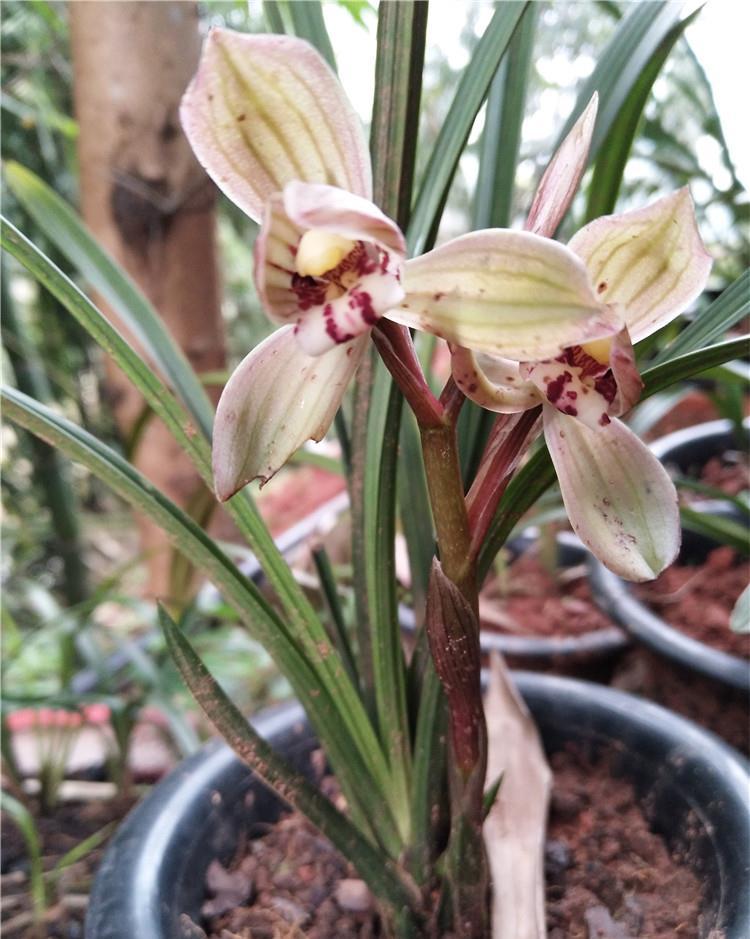 「极好」300块的兰花苗,用2种“本地土”,开品极好,懒养也有春天!