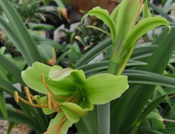  朱顶：家养朱顶红，就养“3种”，花色艳、花期长，花朵一开就是四季