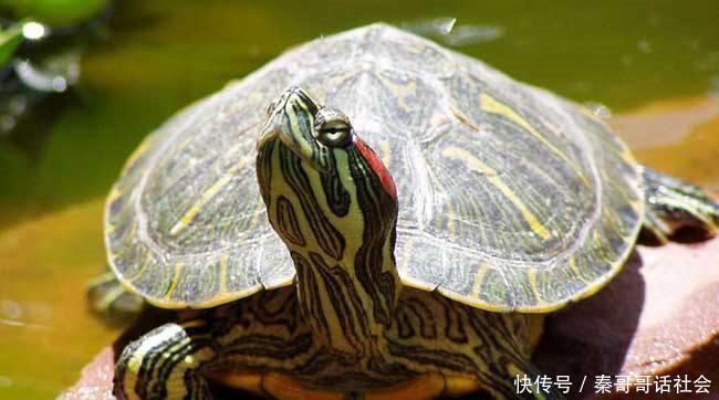 十大最好养的乌龟排行榜,宠物龟的种类有