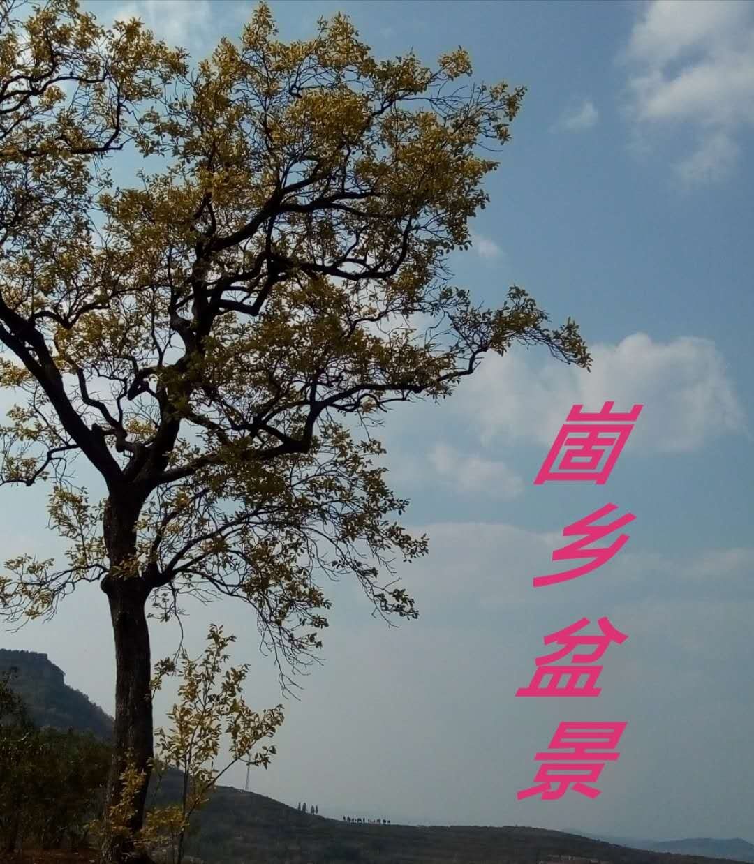  特刊：崮乡文苑（283）庆“五一”特刊/天下泉庄好，醉美艺博园（之二:盆景篇）