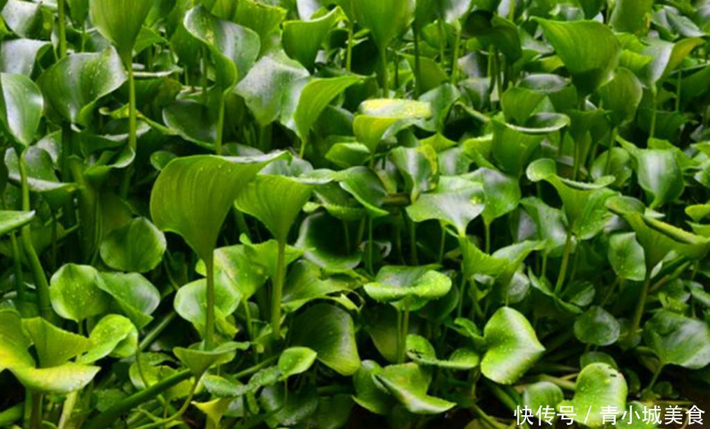 水葫芦入侵我国几十年，现在越来越少了？老外：国人技术真牛！