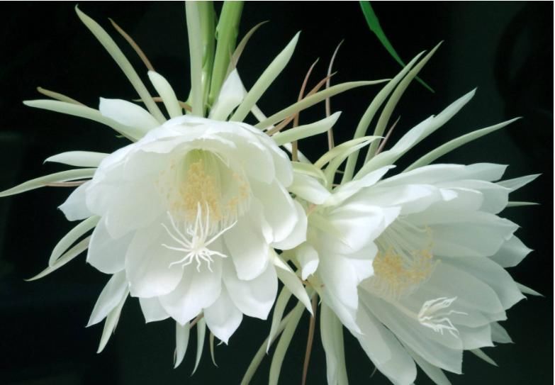  「令箭荷花」令箭荷花和昙花错误的种植方法，绝对不能这么种，越种长的越差
