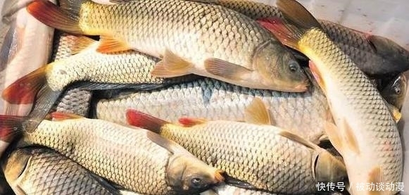 「钓鲤鱼」春天钓大鲤,你必须知道这些...
