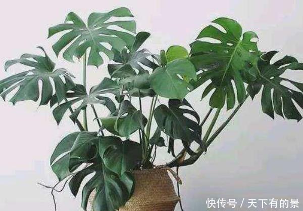 『家里』别管你有钱没钱,这些花卉家里必须有,远离医院,身体更健康!