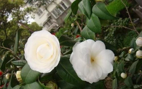  养护@1种茶花，人称“冰山雪莲”，价值上万元，养1盆就值，您有吗