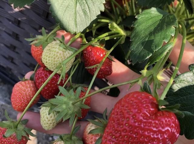  特别@盆栽草莓可以淋雨吗?做对了,果子多一串串,红彤彤特别甜