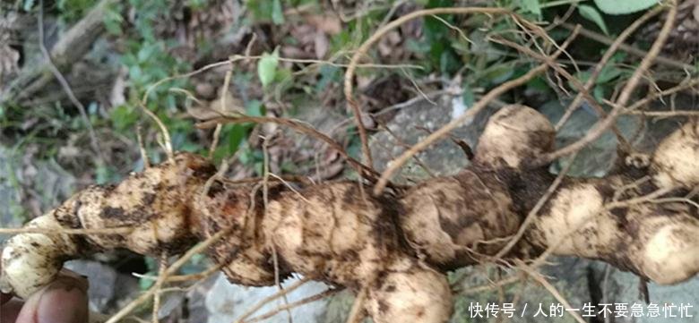 农民深山寻获六件“奇特宝贝”, 看看你能认识几种