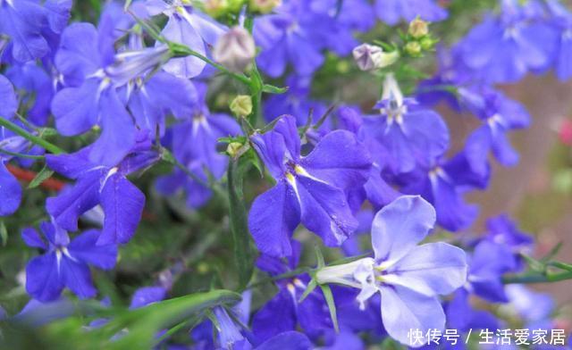 『养花』夏天养花就养3种,枝繁叶茂开花爆盆,绚丽多彩抓人眼球,美极了