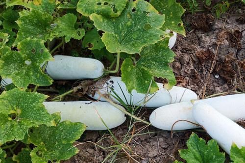  「冬瓜」俩兄弟齐心协力种植冬瓜4年，硬是挣出200万财富