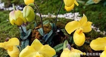  【观赏价值】正在消失的美丽：稀有兰花