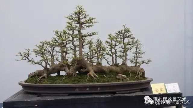 盆景赏析——《层林叠翠》