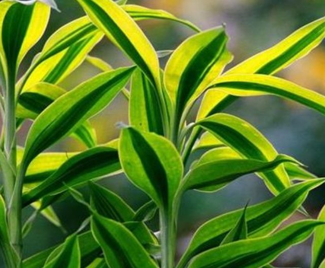  『草莓』适合用花盆栽种的四种水果，除了草莓还有很多，你会选哪种？