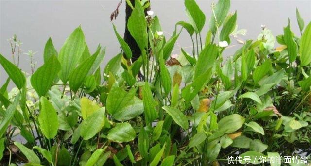  [长水]外形像茨菇，长水田里遭农民痛恨，却有人种植一斤卖13元