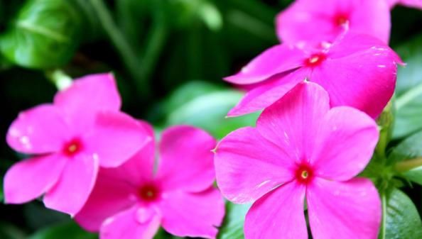  「舒适」这“3种”植物，好养易活，能净化空气，客厅养1盆，舒适又有活力