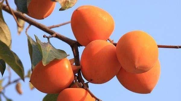  对柿子树进：黑龙江省西部适合栽培什么品种果树？