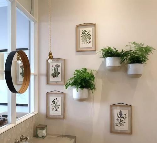 『浴室里面』浴室里的7个布置植物创意,都是一些耐阴喜湿的观叶植物