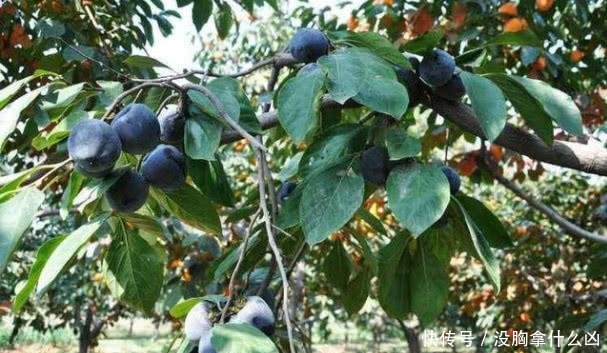  「我国」我国“最甜”水果，比“甘蔗”甜，插土就活，两棵结果