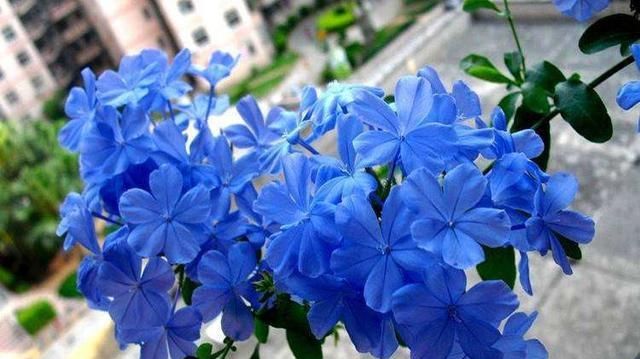 家里■家里有这“4种花”,4月多晒一晒,叶片绿、开花旺,植株抗性强!
