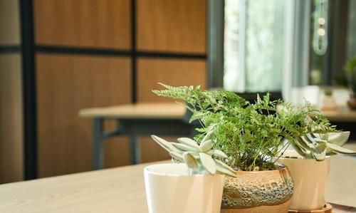  叶类：家庭绿植这样养护，四季常青