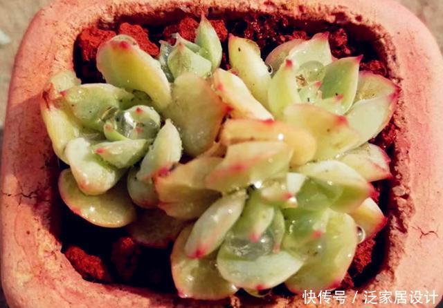 「打动」多肉织锦,凭美貌打动人心,控养更容易养出果冻色